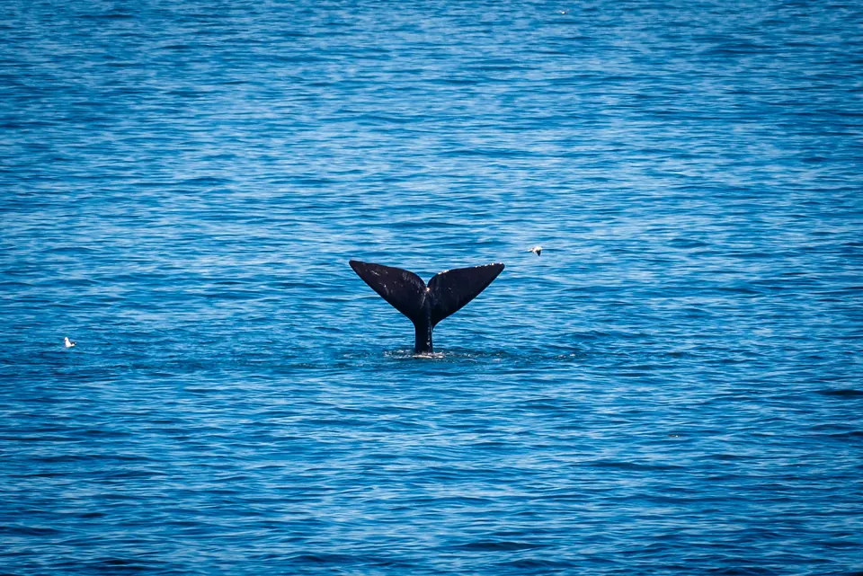 A whale’s tail rising out of the blue water off Hermanus.